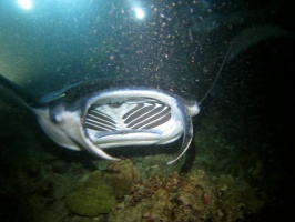 108 Manta Ray IMG 2118.JPG